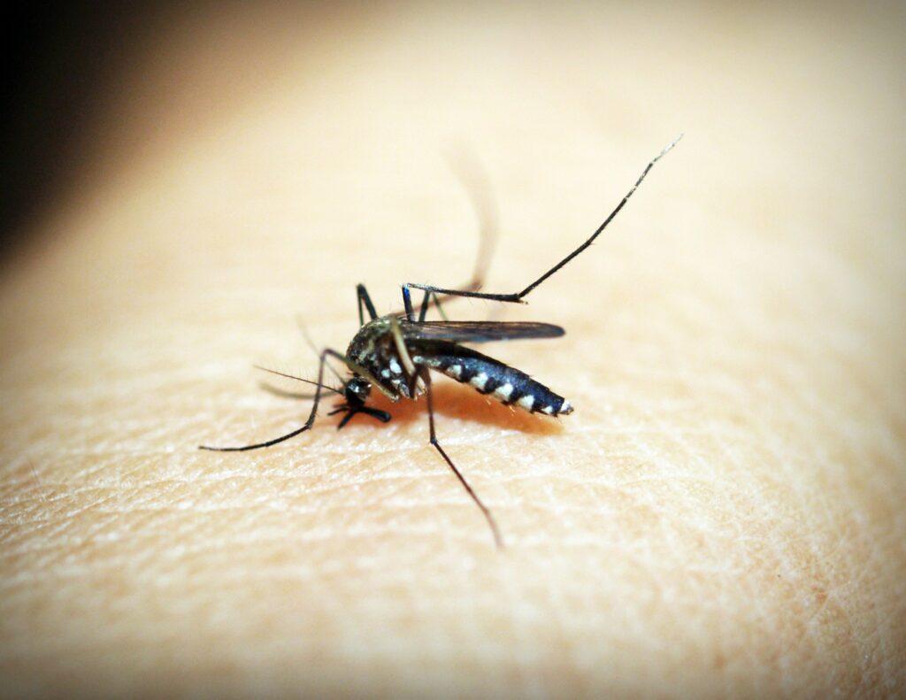 when are mosquitoes most active